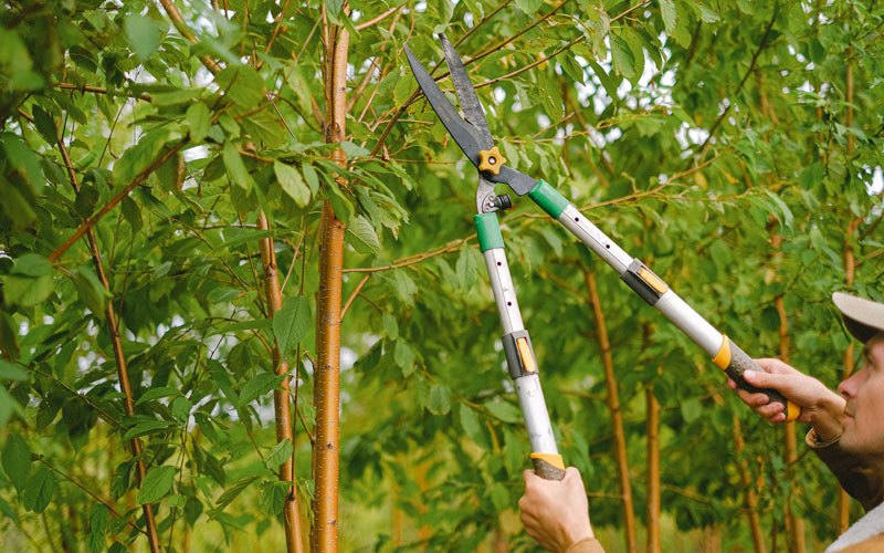 Tree trimming in Tonganoxie, KS