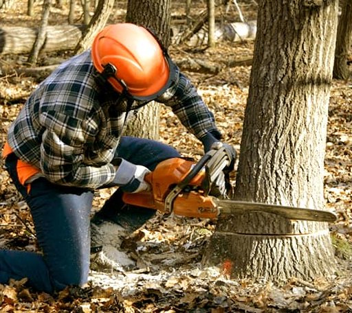 Tree Removal in Tonganoxie, KS